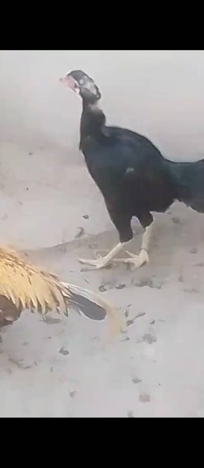 Aseel Miawali Murga aur Thai Murgi pair  for sale