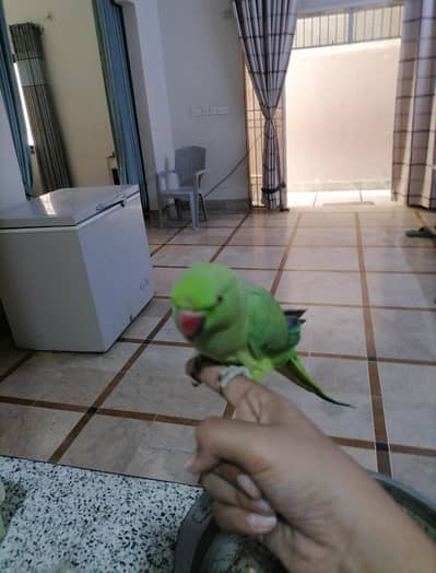Hand tame ring neck Female