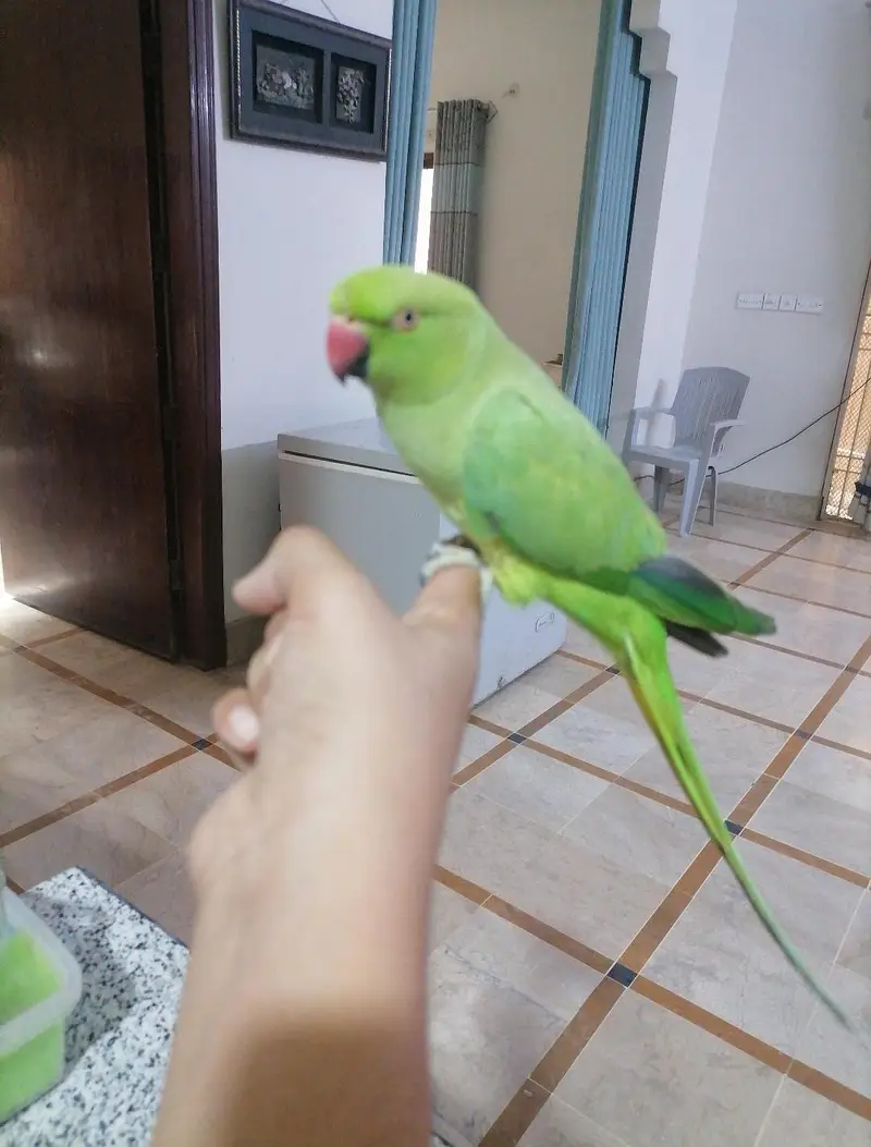 Hand tame ring neck Female — photo 2