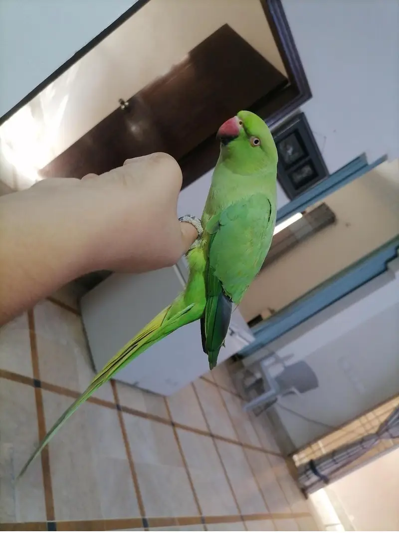 Hand tame ring neck Female — photo 3