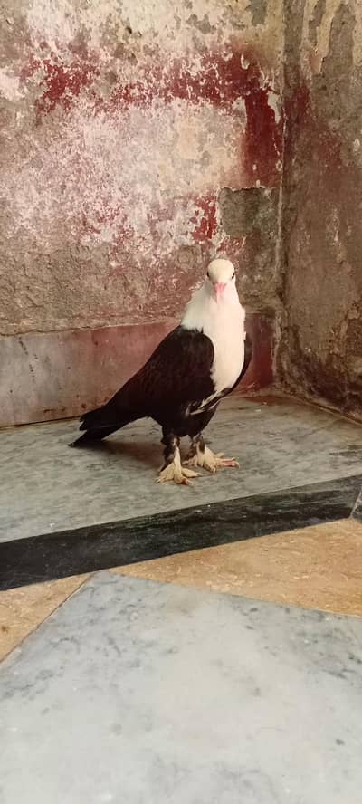 for sale karblai chick