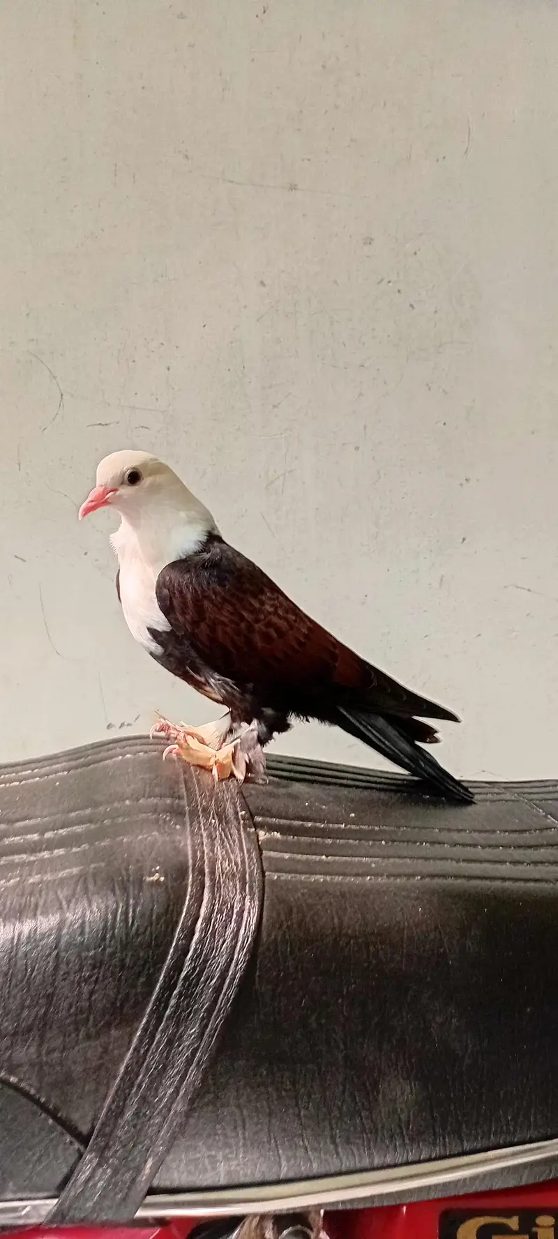 for sale karblai chick — photo 2