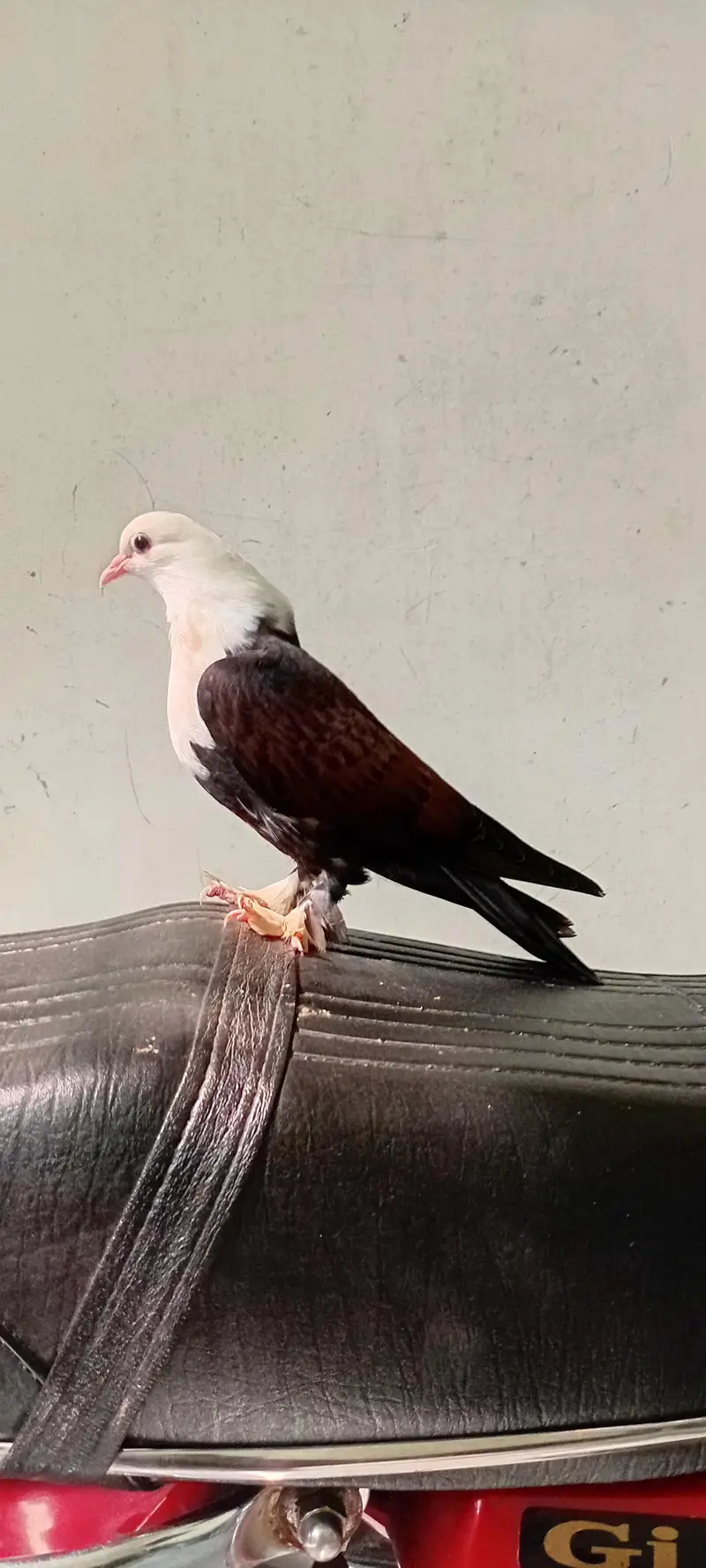 for sale karblai chick — photo 3