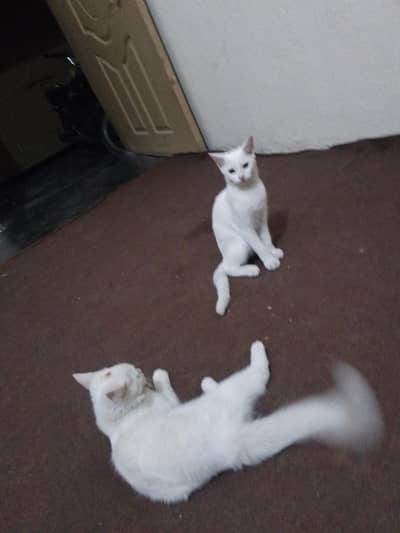 pets trand
