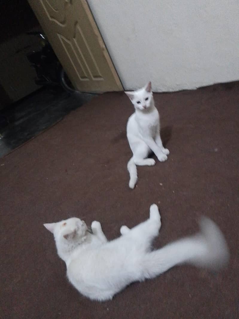 pets trand 0