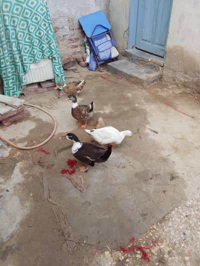 4 duck