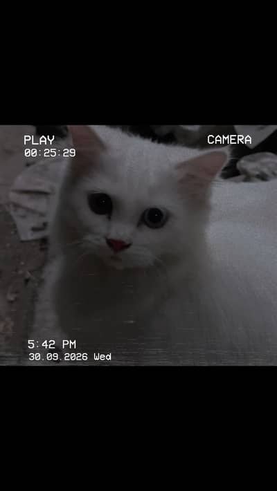 Breed : Persian age : 4 months