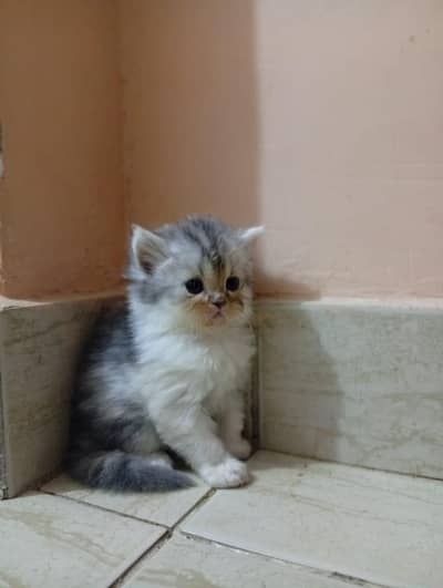 Persian kittens | triple coat | fluffy | 0305//54978//33
