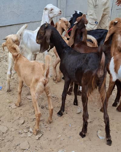 6 male 1 female for sale per piece 15500  Age : 2.5 months to 5 Months