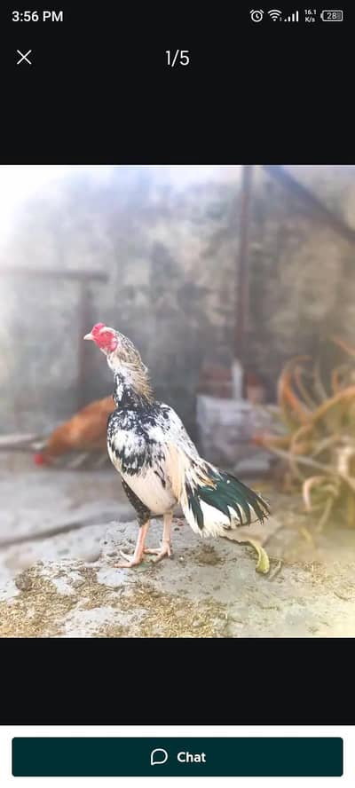 miwali 2year old assel powerful rooster