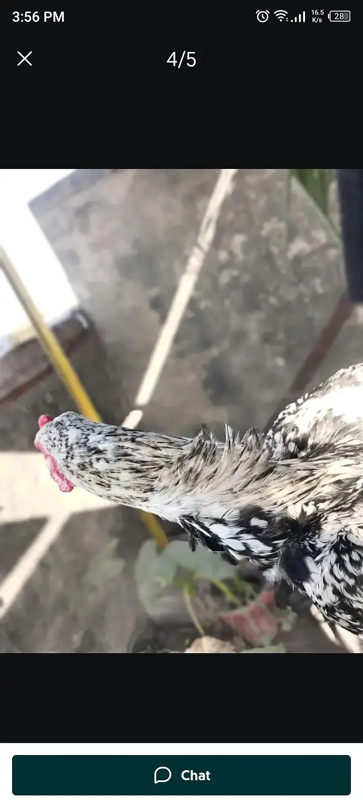 miwali 2year old assel powerful rooster — photo 2