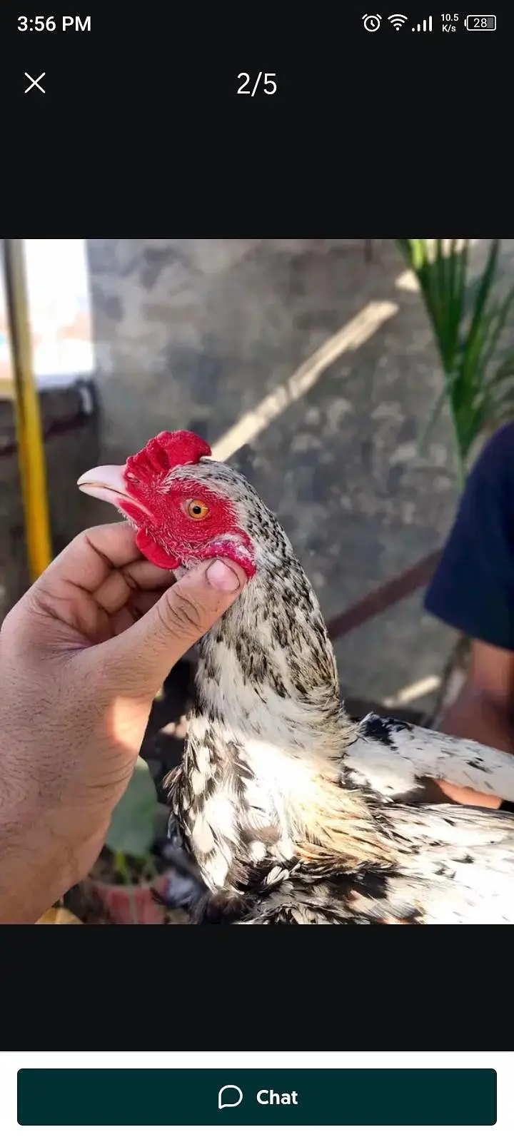 miwali 2year old assel powerful rooster — photo 3