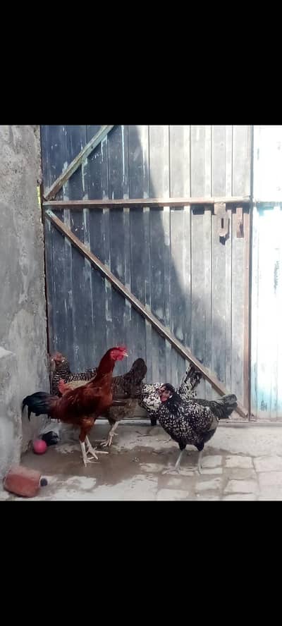 03350798193