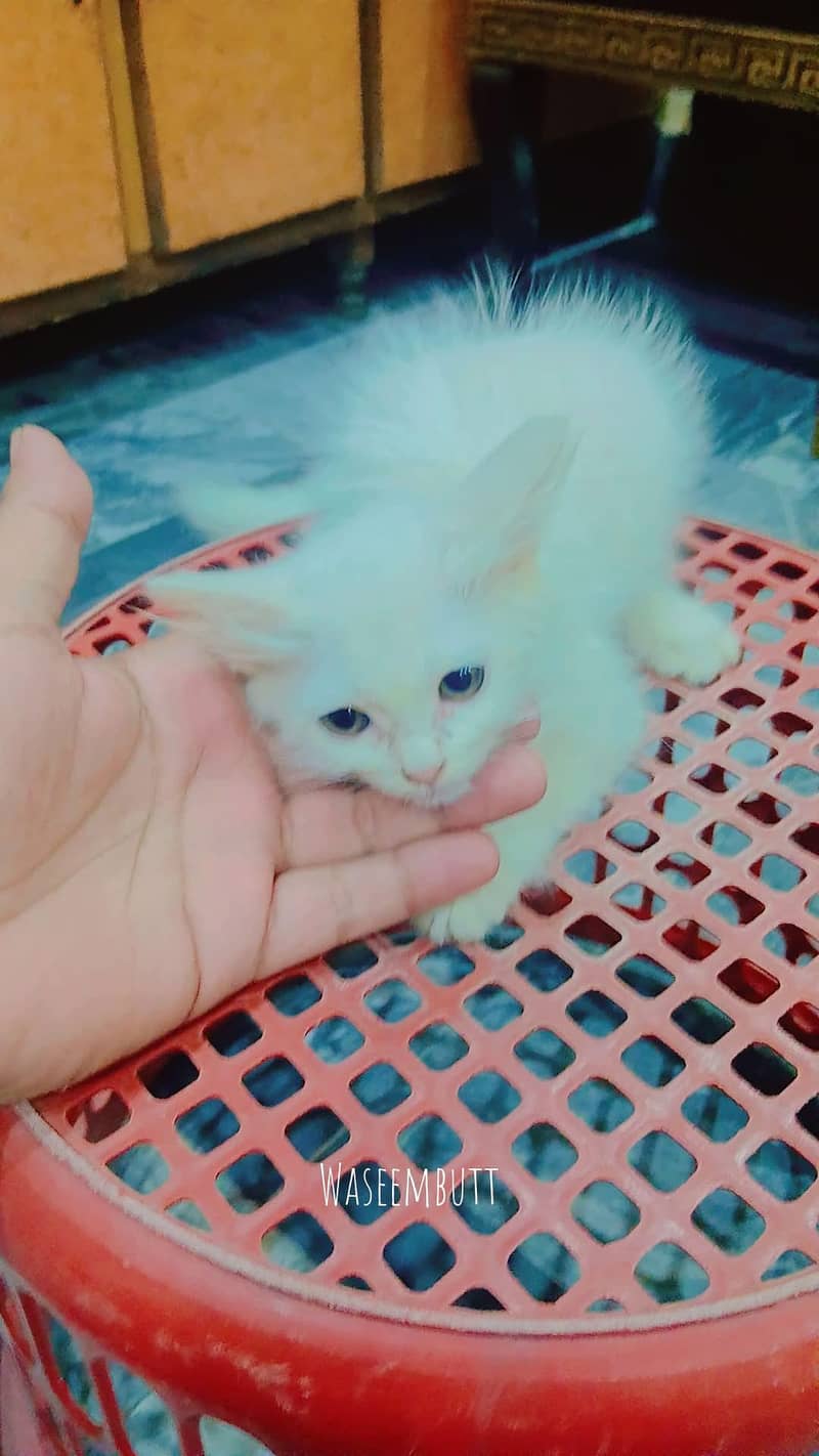 persian cat 1