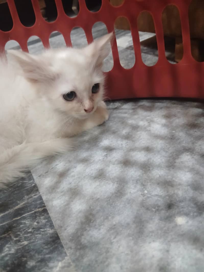 persian cat 2