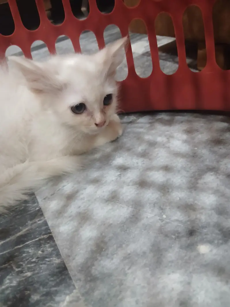 persian cat — photo 3