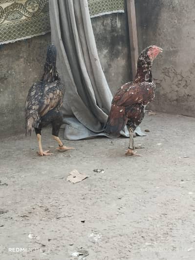 2 sindhi assel murgiya