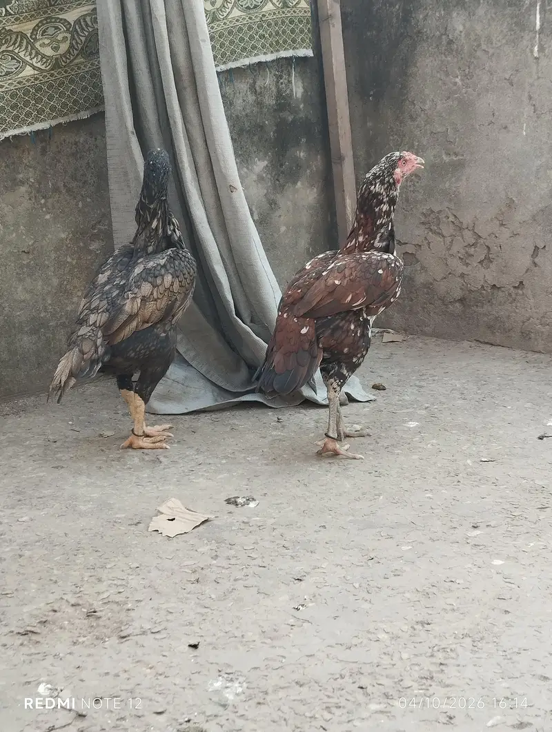 2 sindhi assel murgiya — photo 2