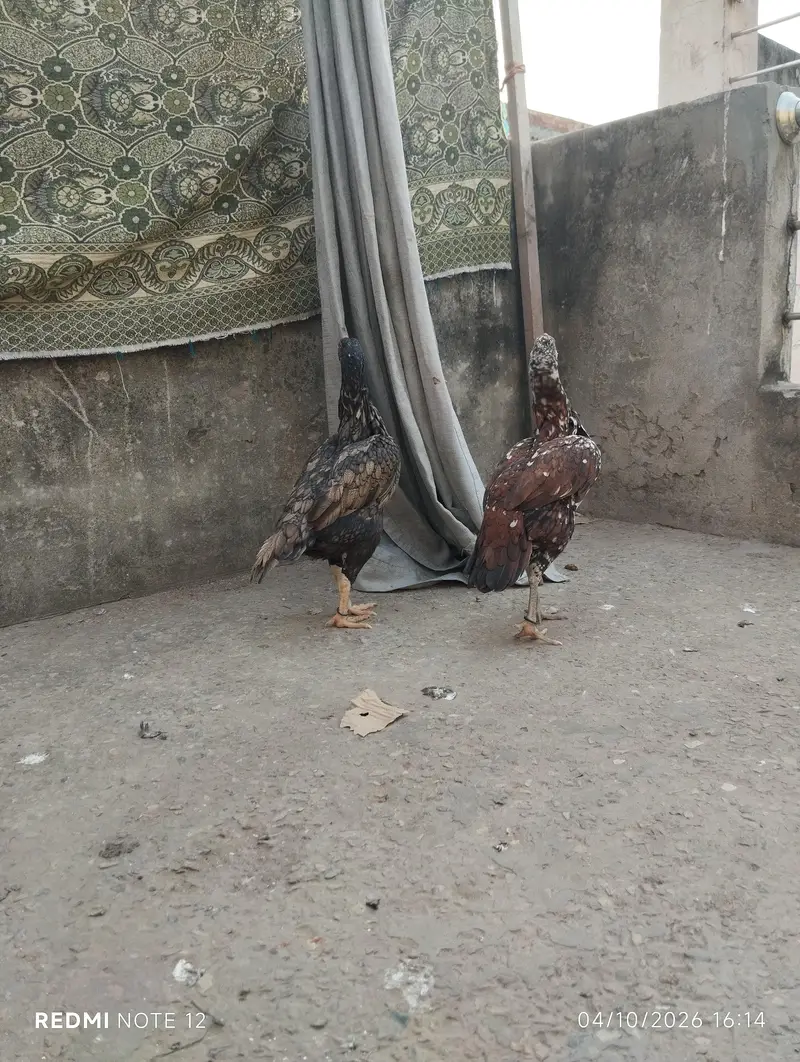 2 sindhi assel murgiya — photo 3