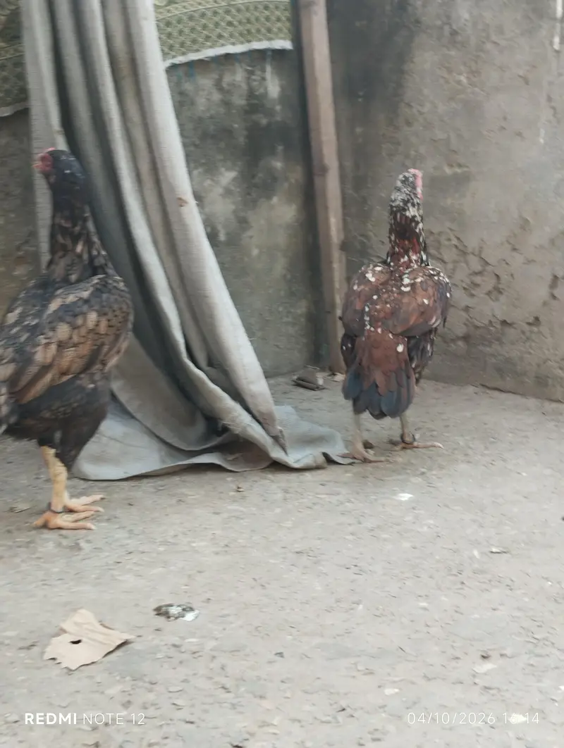2 sindhi assel murgiya — photo 4