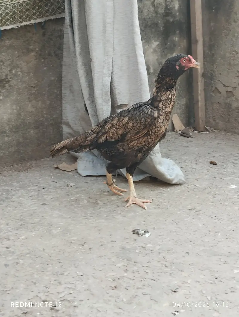 2 sindhi assel murgiya — photo 5