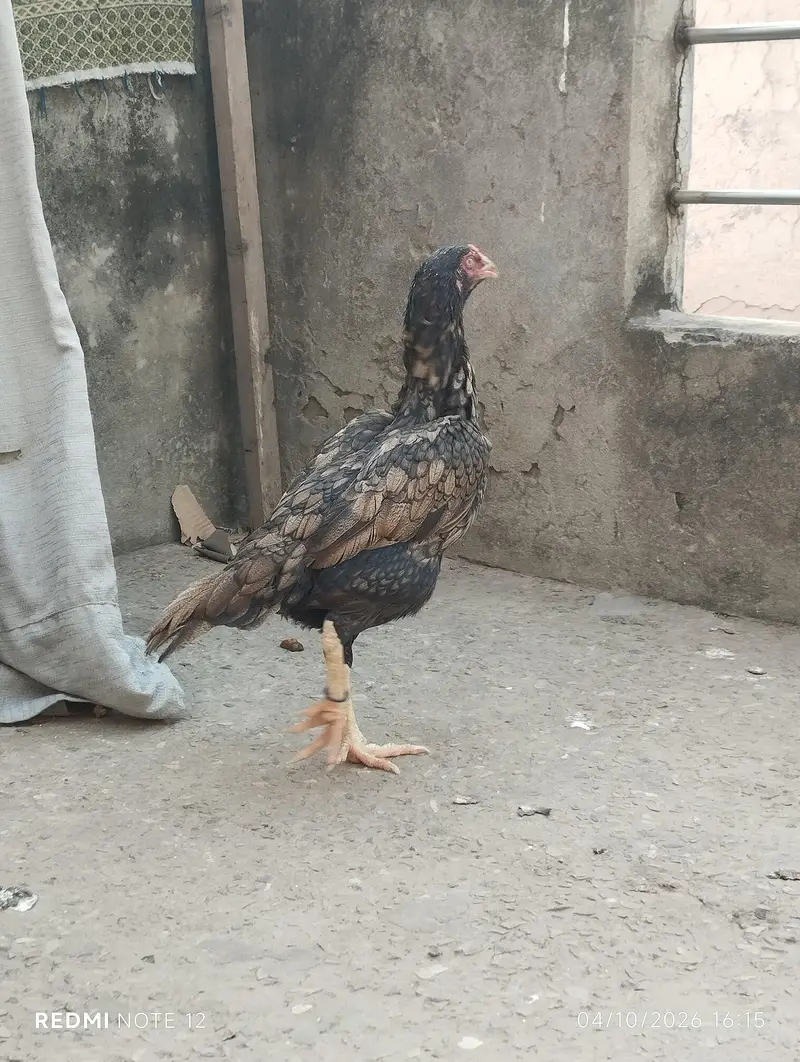 2 sindhi assel murgiya — photo 6