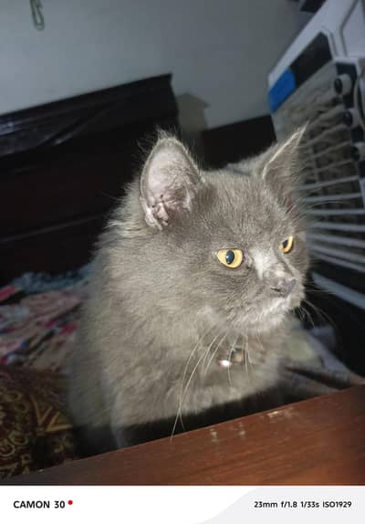 Persian Punch Smoke Gray Bareeder Cat Male For Sale 0305.4364606