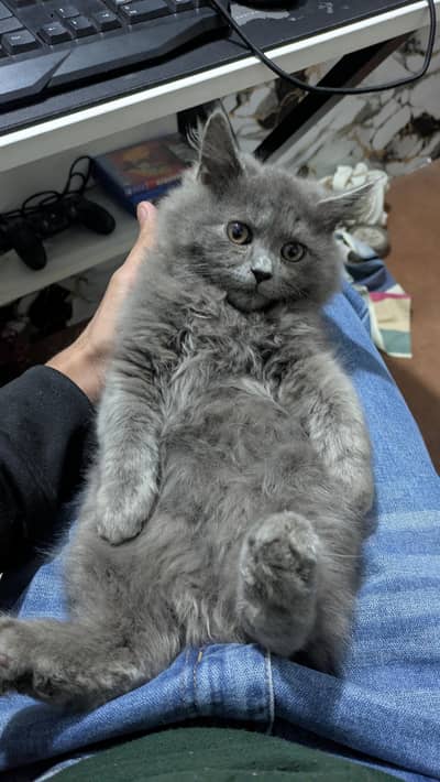 Persian Punch Smoke Gray Bareeder Cat Male For Sale 0305.4364606