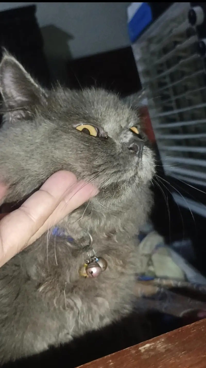 Persian Punch Smoke Gray Bareeder Cat Male For Sale 0305.4364606 — photo 2