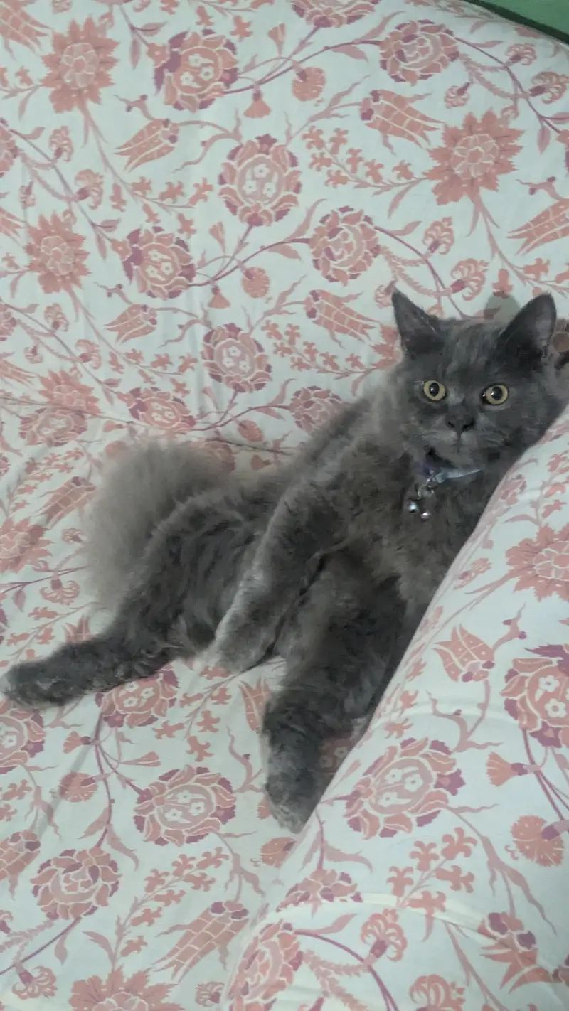 Persian Punch Smoke Gray Bareeder Cat Male For Sale 0305.4364606 — photo 3