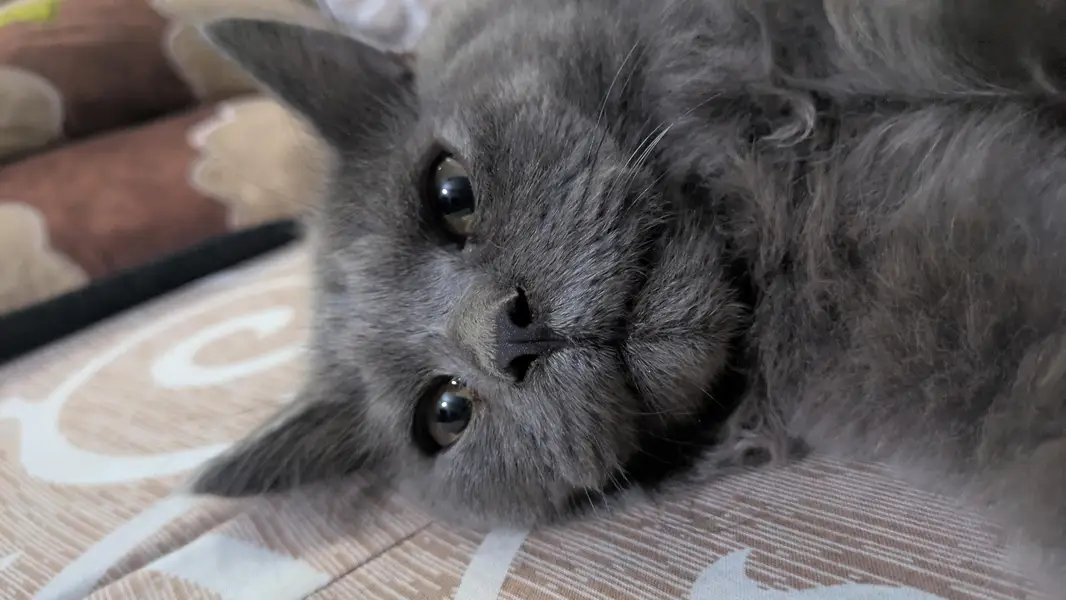 Persian Punch Smoke Gray Bareeder Cat Male For Sale 0305.4364606 — photo 4