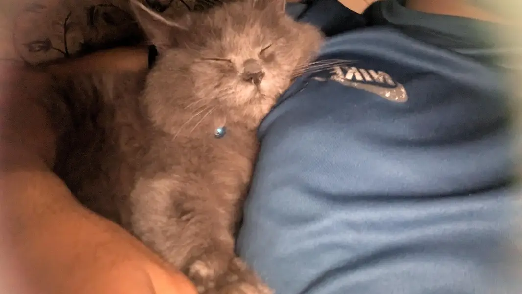 Persian Punch Smoke Gray Bareeder Cat Male For Sale 0305.4364606 — photo 5