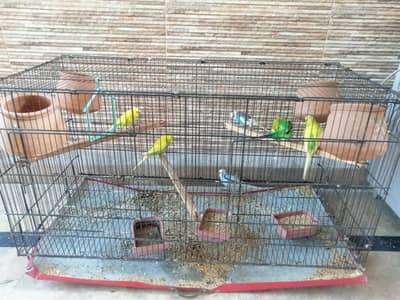 6 Australian Parrots For sale with Cage