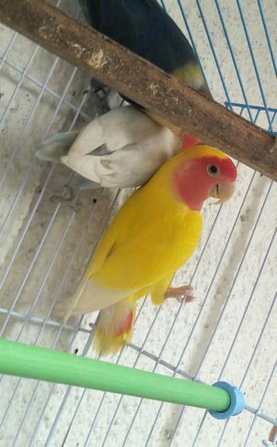 Lutino peach faced +parblue fisher for sale  - healthy and active