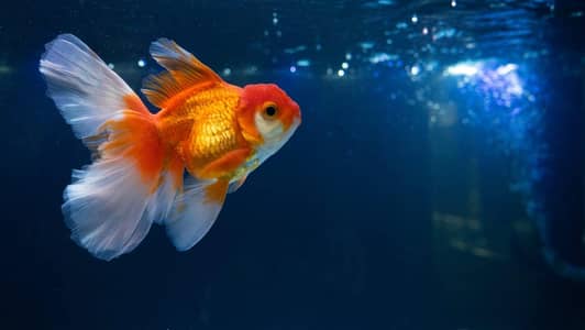 Ryukin Goldfish pair