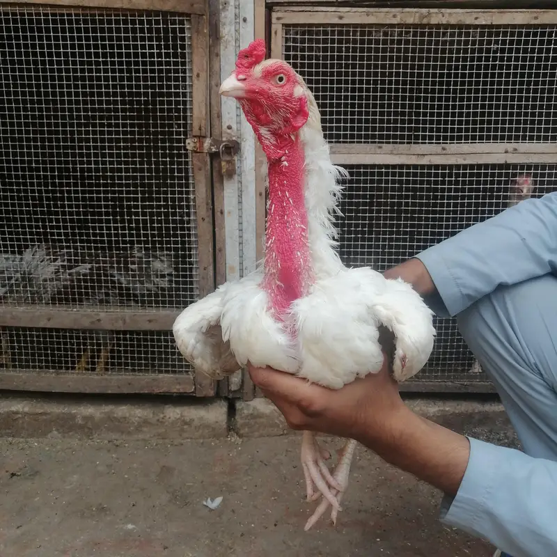 pure minawali and heera aseel — photo 3