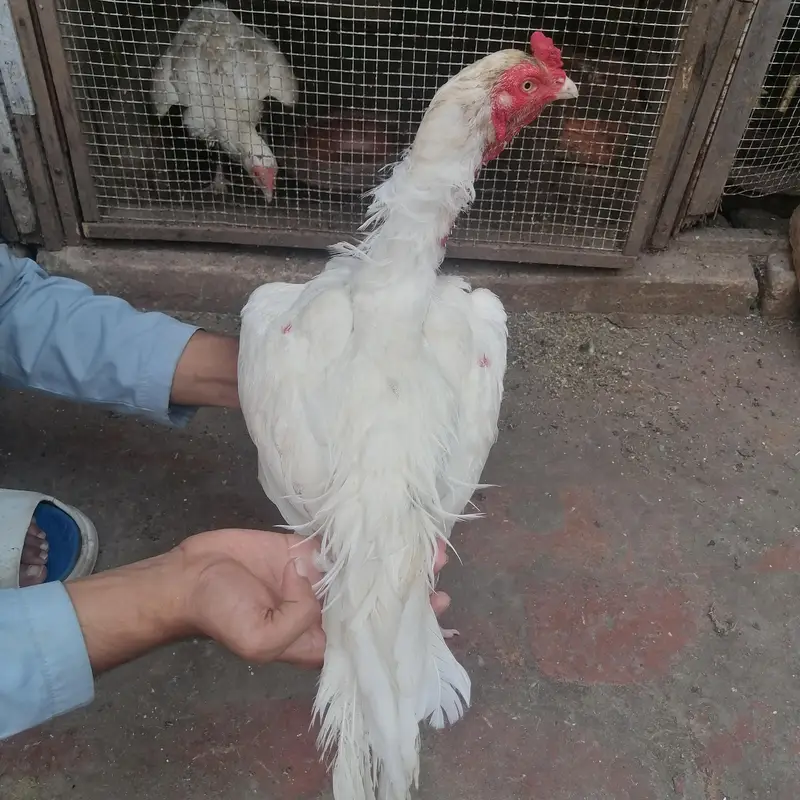 pure minawali and heera aseel — photo 4