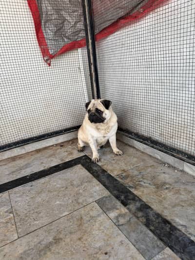 Pug Male 12 Months Age