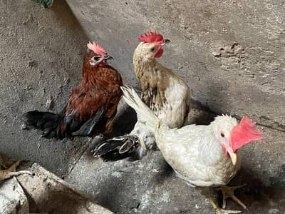 hens and roaster, desi chicks