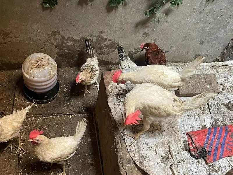 hens and roaster, desi chicks — photo 2