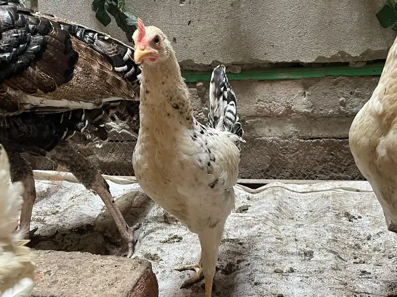 hens and roaster, desi chicks — photo 3