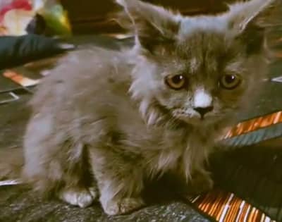 Grey kitten 57 days