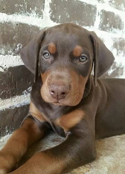 Doberman maile or femail cropping done or vaccine done