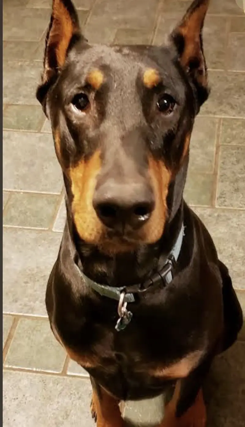 Doberman maile or femail cropping done or vaccine done — photo 3
