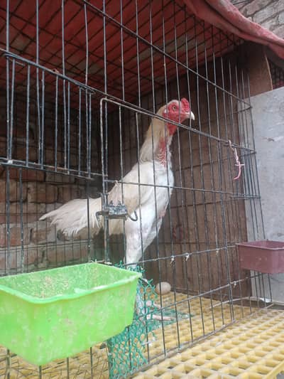 hera and hint cross