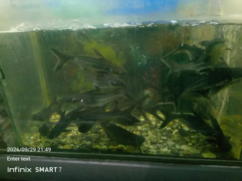 bule line shark big size — photo 3