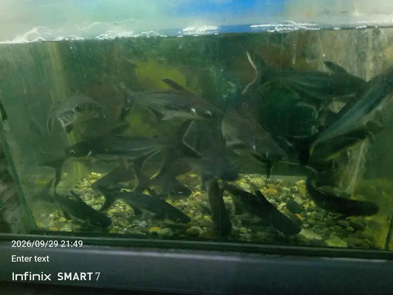 bule line shark big size — photo 5