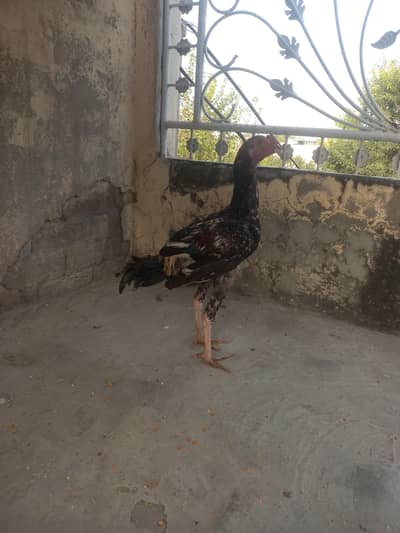 sale rooster