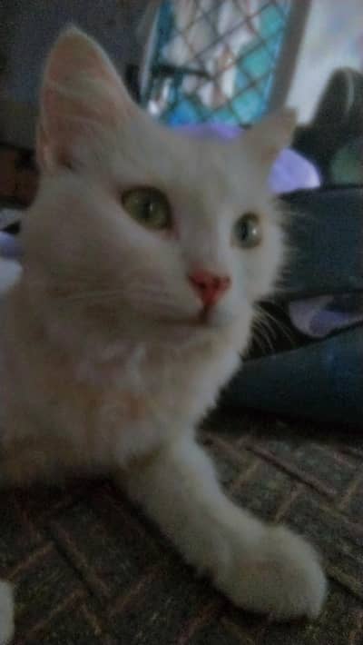 cat for sale