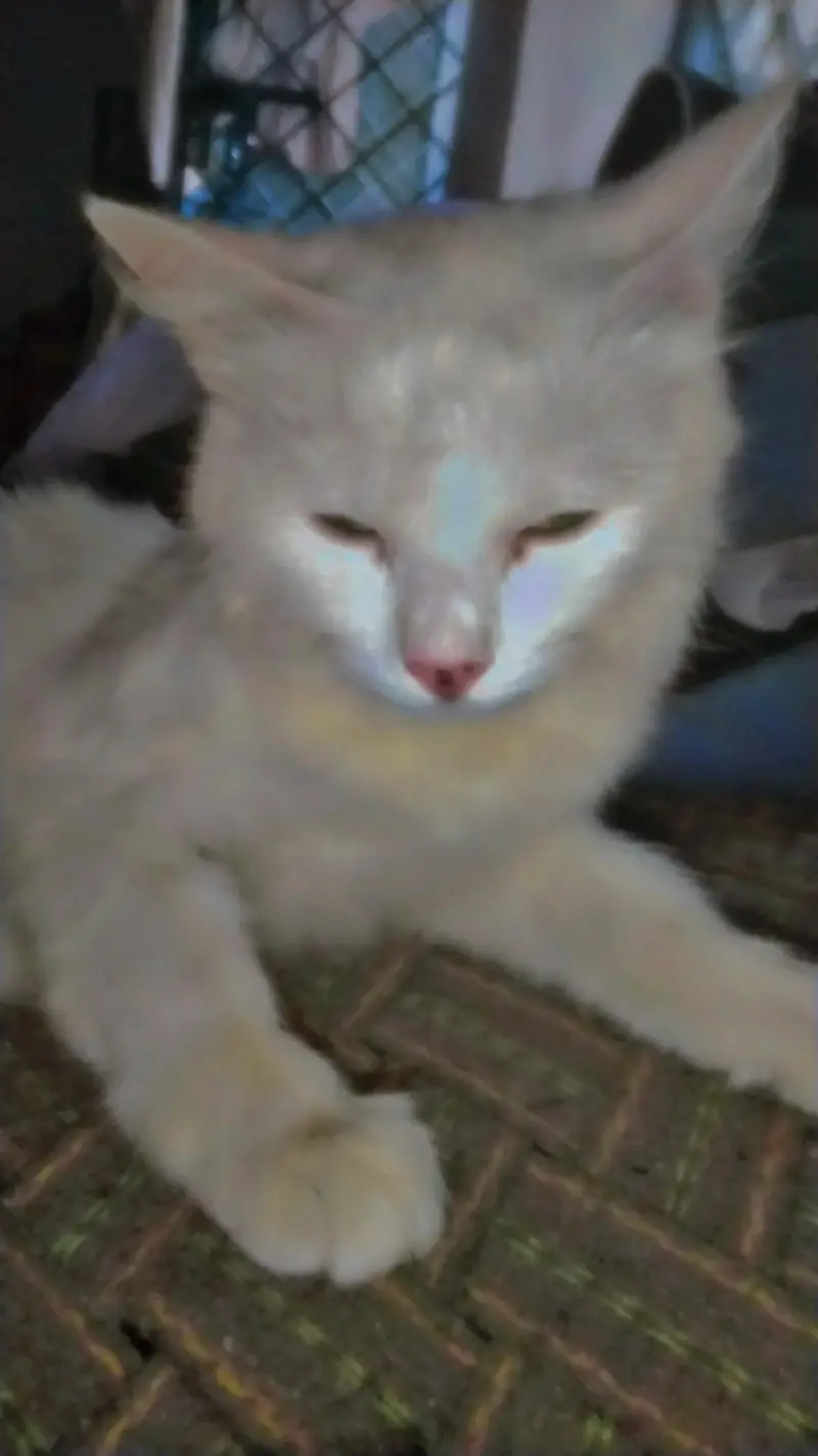 cat for sale — photo 2